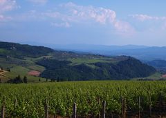 vignoble avant le passo della consuma