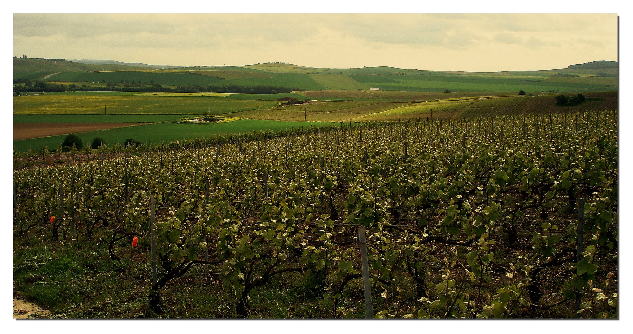 vignoble champenois