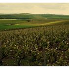 vignoble champenois