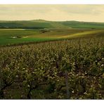 vignoble champenois