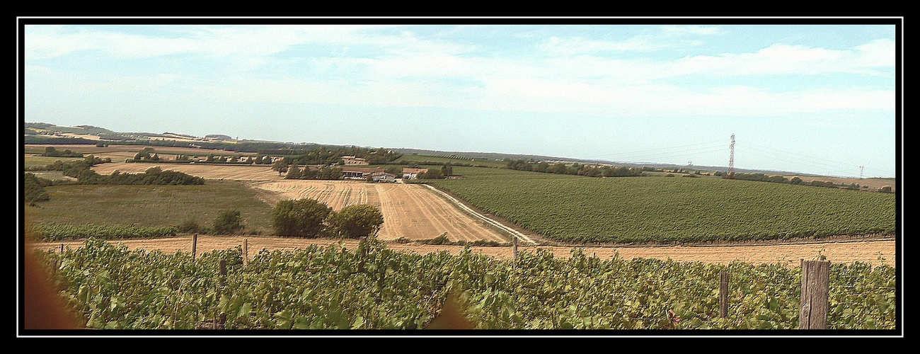 Vignoble Charentais