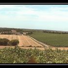 Vignoble Charentais