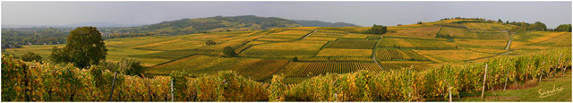 vignoble d'Alsace