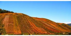 Vignoble dans les couleurs d'automne   - '7'