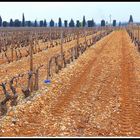 Vignoble de Chateauneuf du Pape .