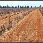 Vignoble de Chateauneuf du Pape .