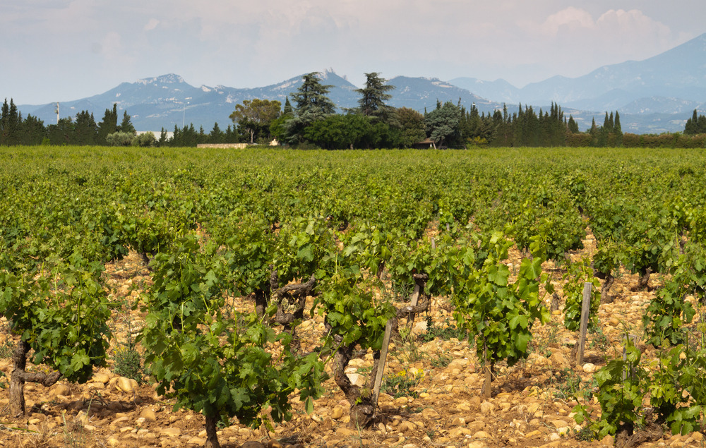 vignoble de Courthézon