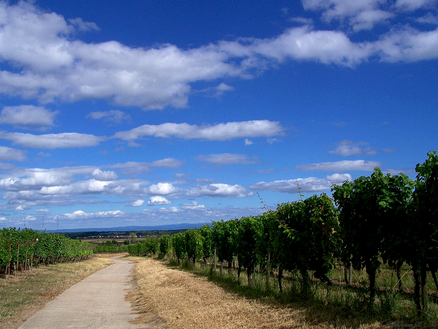 vignoble  de Kintzheim