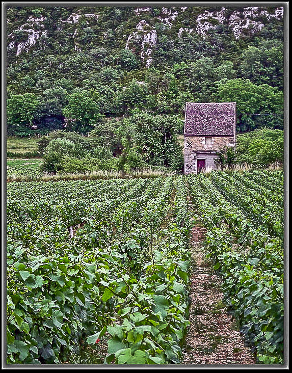 Vignoble de la Côte Châlonaise