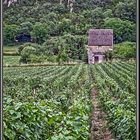 Vignoble de la Côte Châlonaise