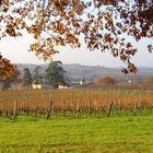 Vignoble de la Ténarèze