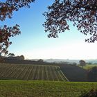 Vignoble de la Ténarèze (Armagnac) en repos hivernal