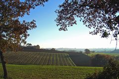 Vignoble de la Ténarèze (Armagnac) en repos hivernal