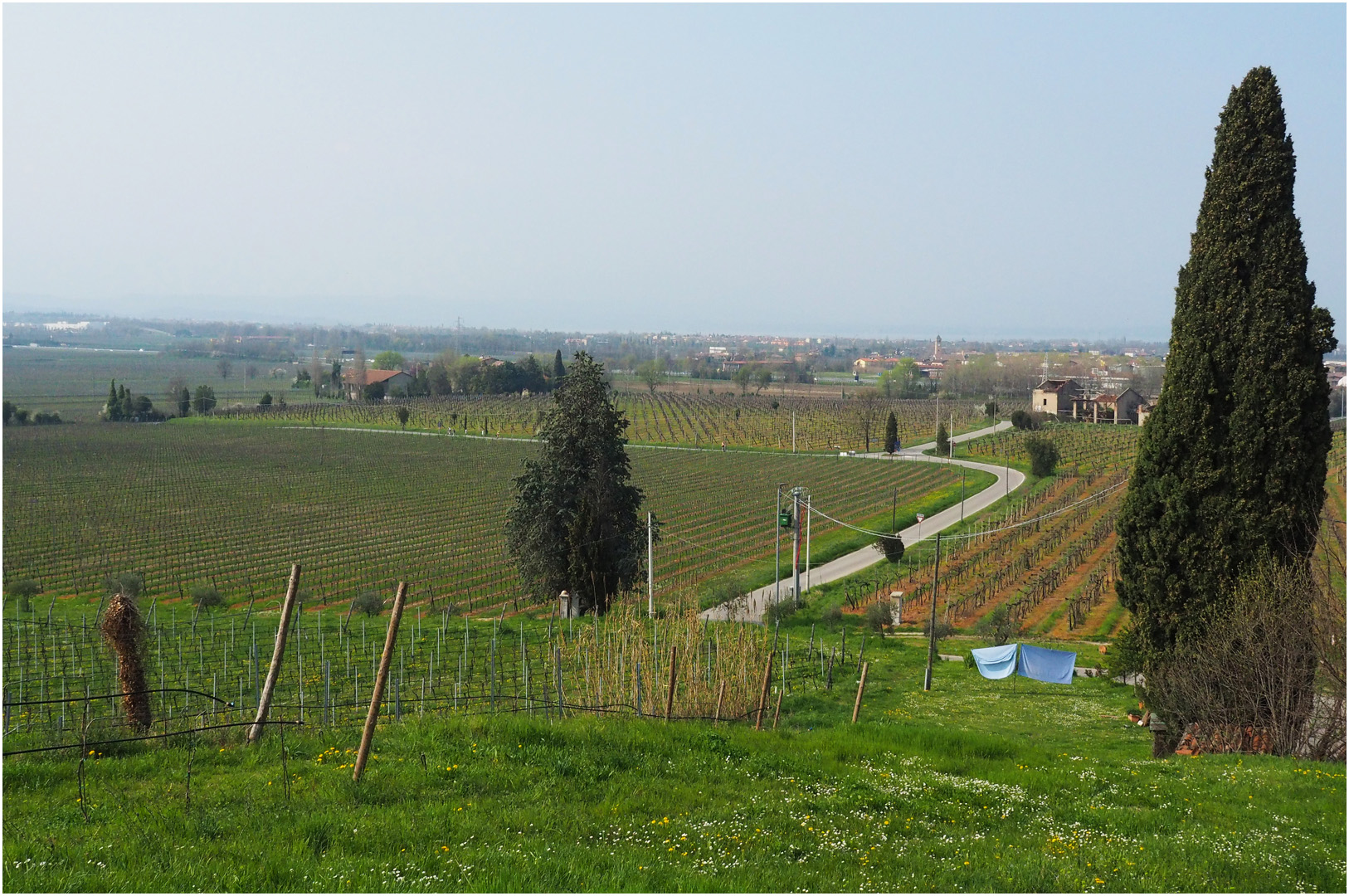 Vignoble de l’appellation  „Lugana“ 