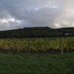 VIGNOBLE DE PASSENANS APRES LES VENDANGES