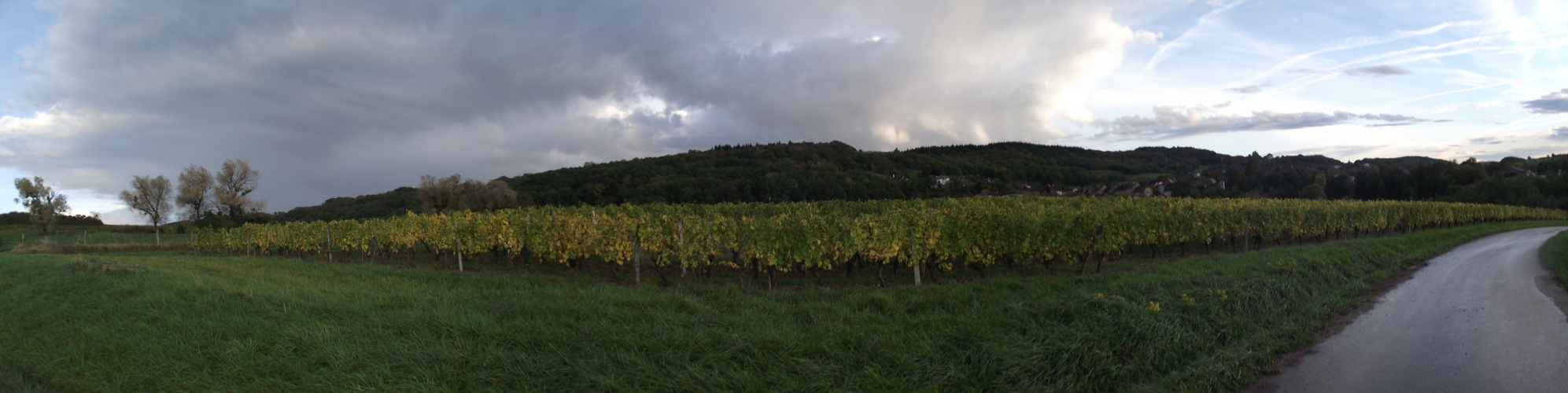 VIGNOBLE DE PASSENANS APRES LES VENDANGES