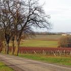 Vignoble du Château de Mons