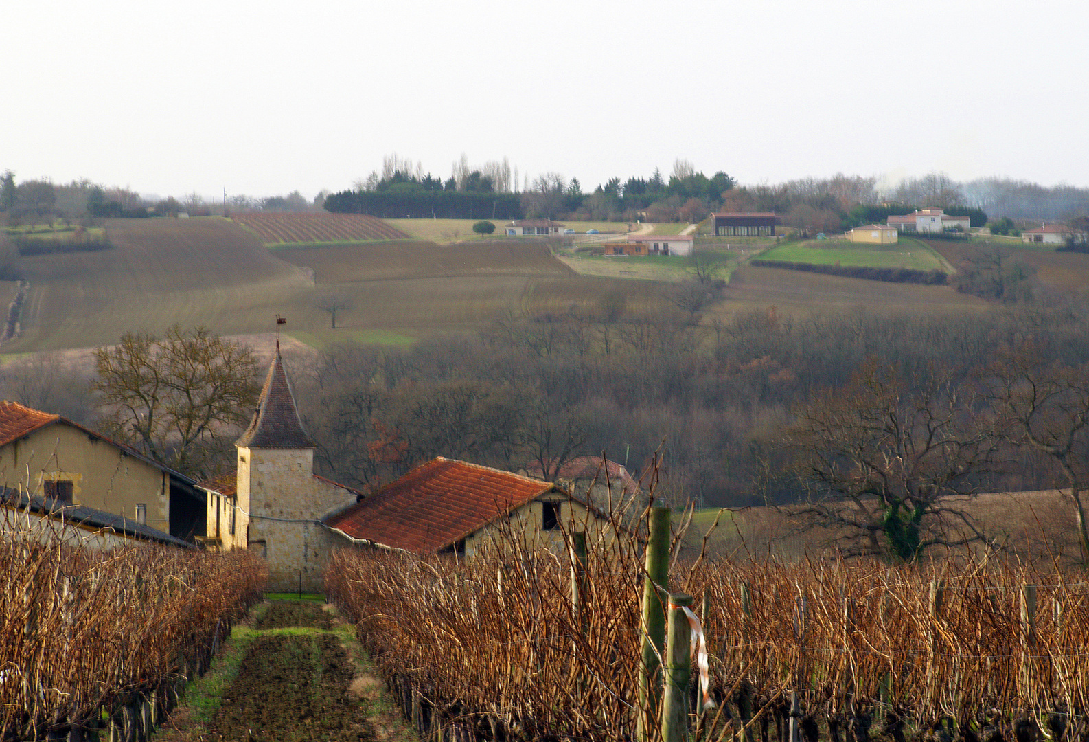 Vignoble du château de Mons en hiver