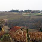 Vignoble du château de Mons en hiver