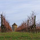 Vignoble du Château de Mons en hiver