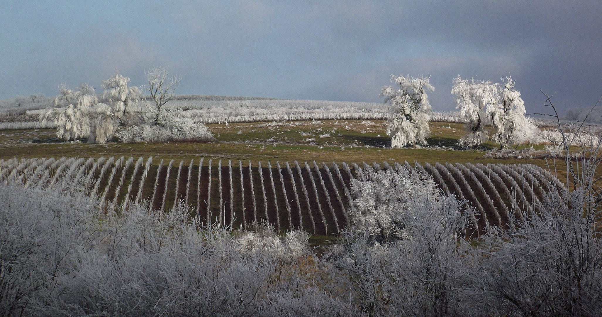 VIGNOBLE DU JURA GIVRE