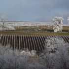 VIGNOBLE DU JURA GIVRE