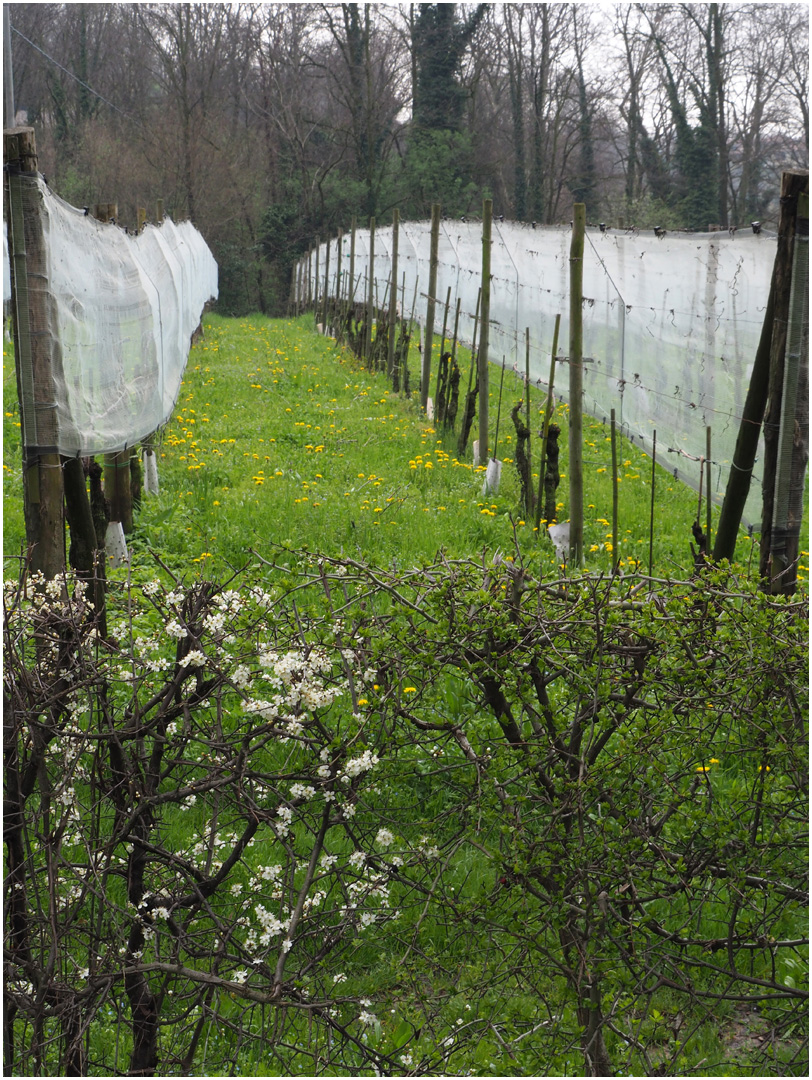 Vignoble du Lac de Garde…