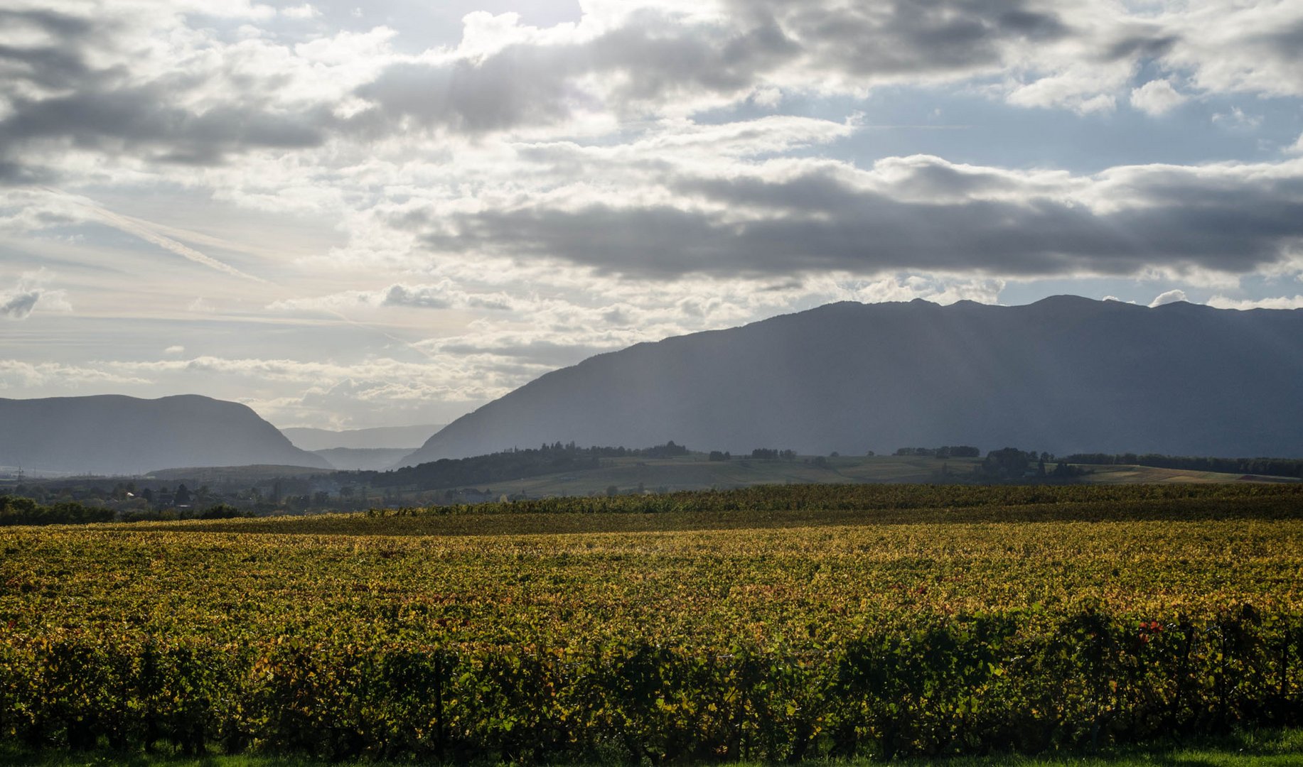 Vignoble du Mandement, Canton de Genève