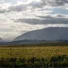 Vignoble du Mandement, Canton de Genève