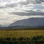 Vignoble du Mandement, Canton de Genève