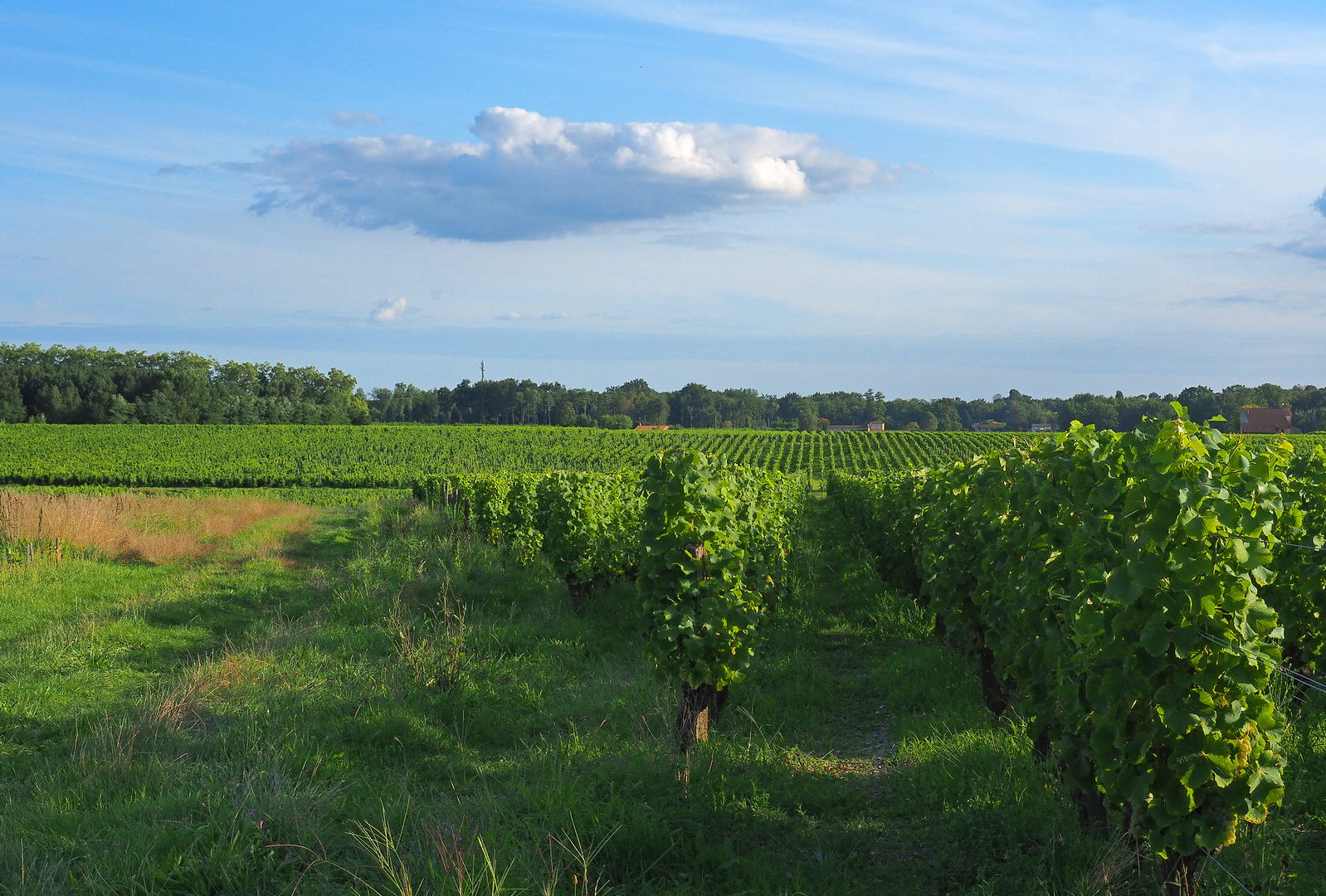 Vignoble du Sauternais