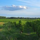 Vignoble du Sauternais