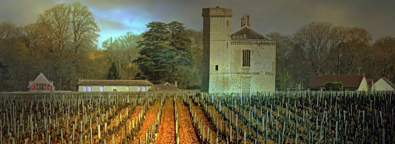 Vignoble en Bourgogne  