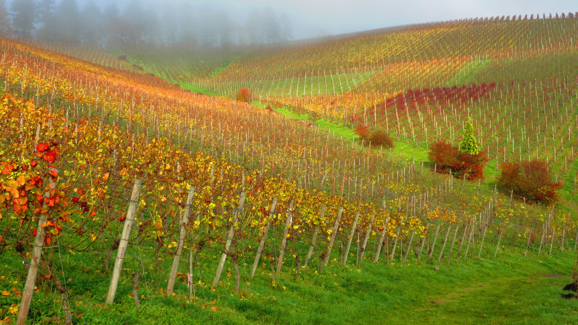 Vignoble et Automne