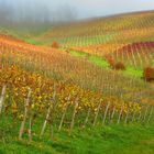 Vignoble et Automne