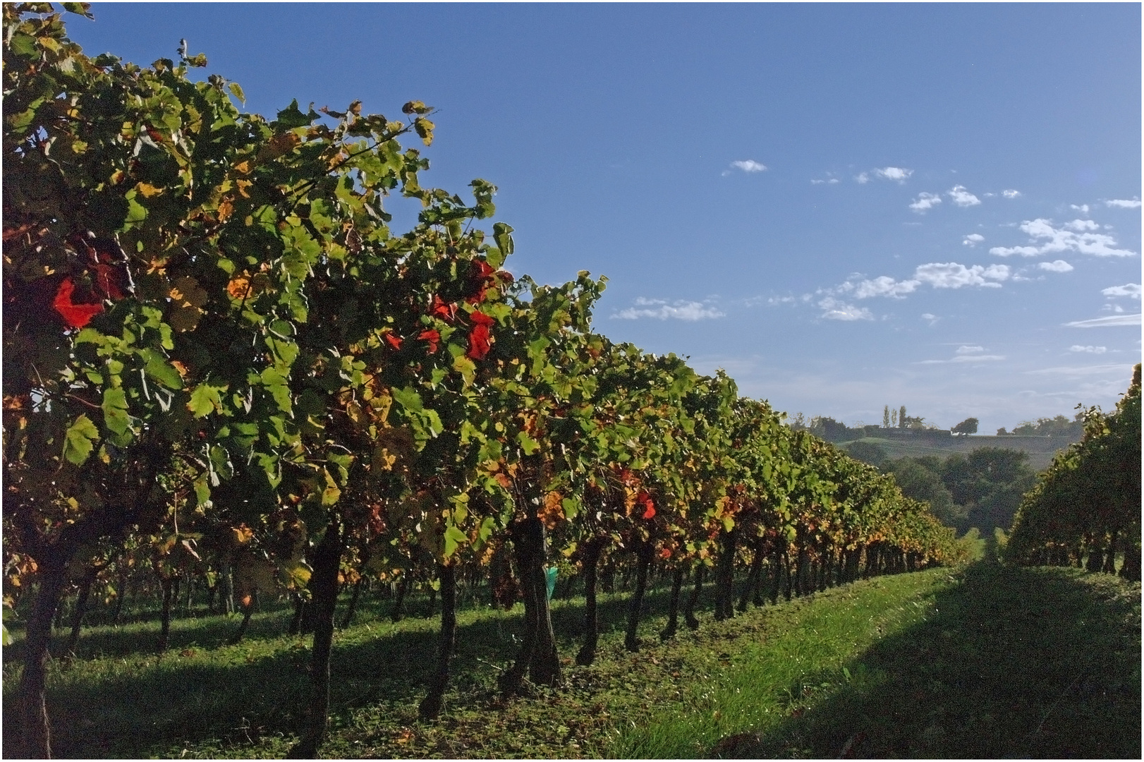 Vignoble gersois à l’automne