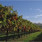 Vignoble gersois à l’automne