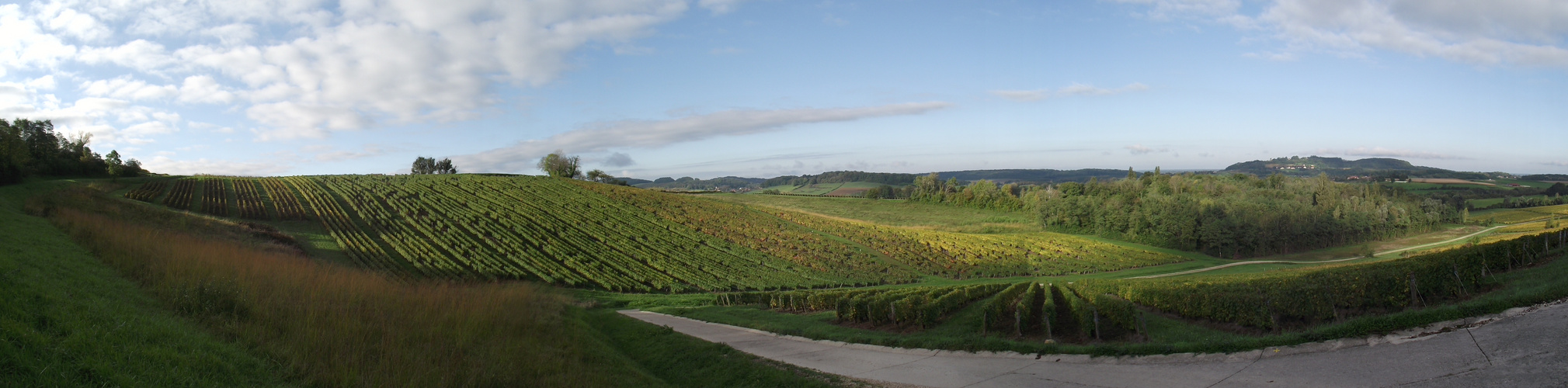 VIGNOBLE JURASSIEN APRES LES VENDANGES