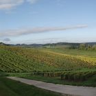 VIGNOBLE JURASSIEN APRES LES VENDANGES