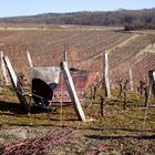 VIGNOBLE JURASSIEN EN HIVER