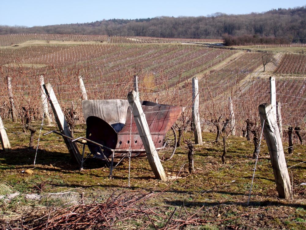 VIGNOBLE JURASSIEN EN HIVER