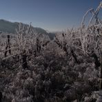 VIGNOBLE JURASSIEN GIVRE