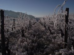 VIGNOBLE JURASSIEN GIVRE