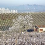 VIGNOBLE JURASSIEN GIVRE