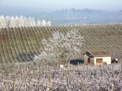 VIGNOBLE JURASSIEN GIVRE