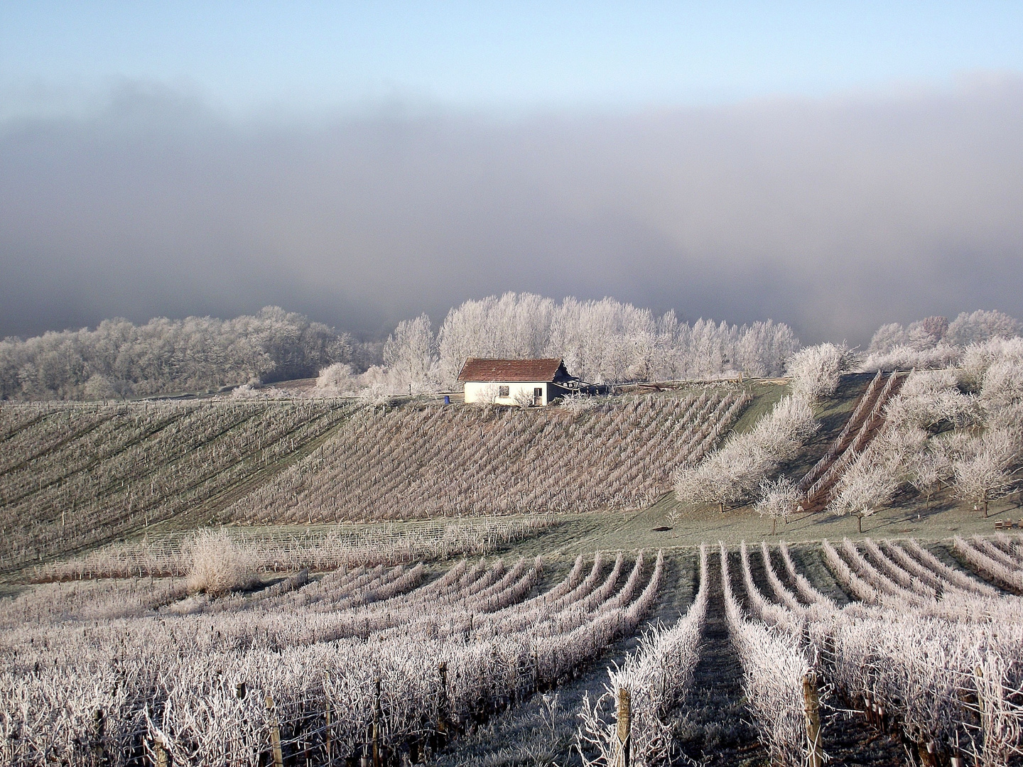 VIGNOBLE JURASSIEN GIVRE