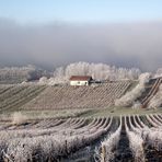 VIGNOBLE JURASSIEN GIVRE