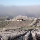 VIGNOBLE JURASSIEN GIVRE