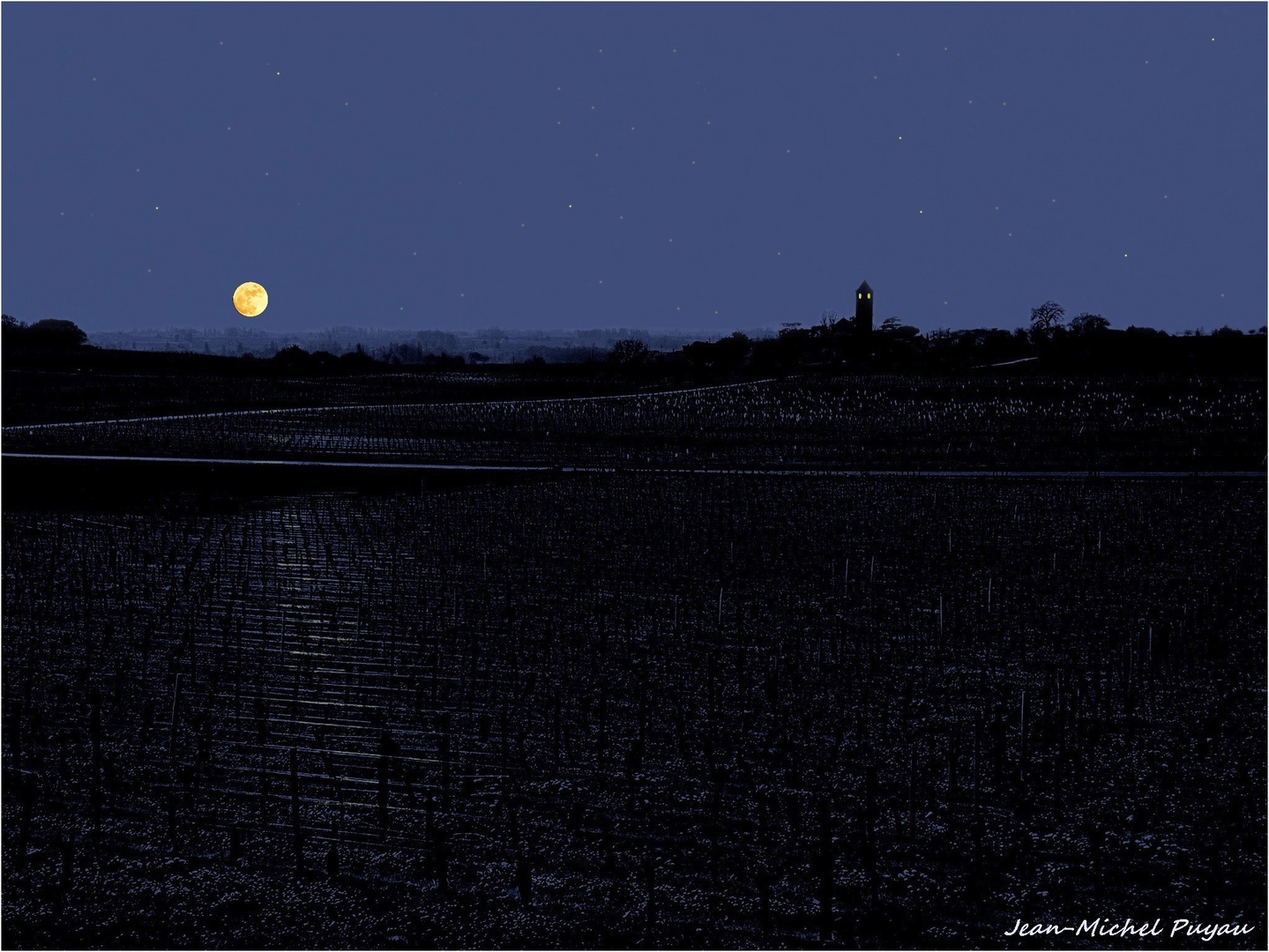 vignoble sous la Lune