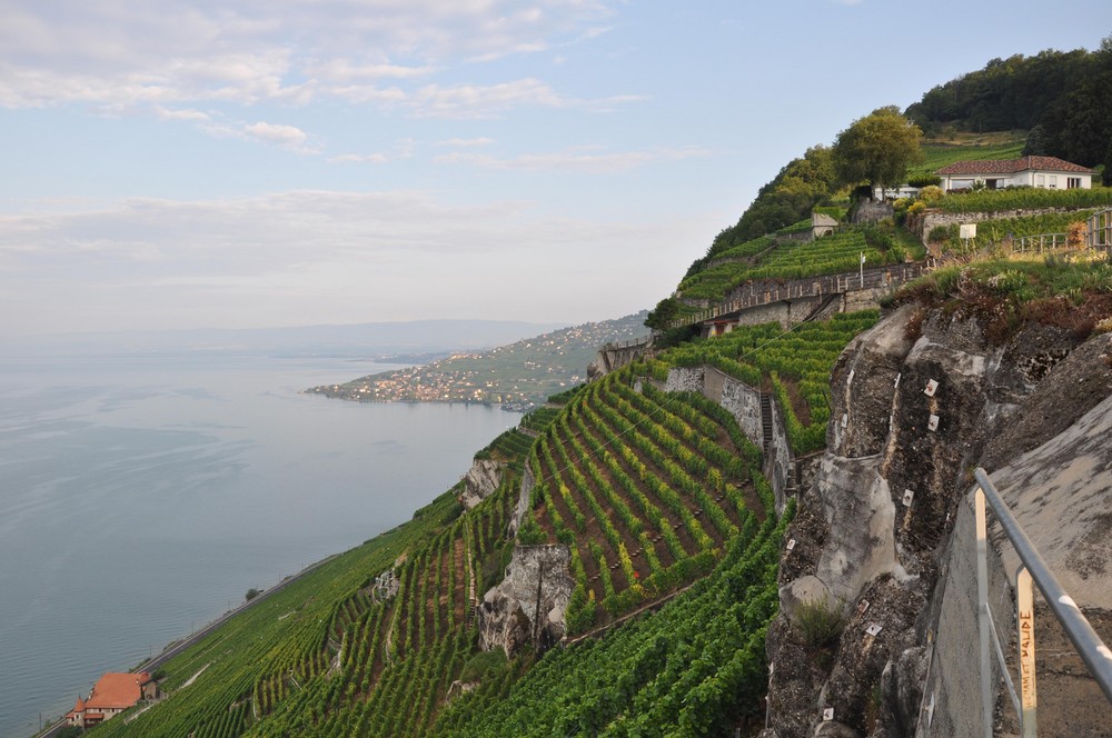 vignoble Suisse